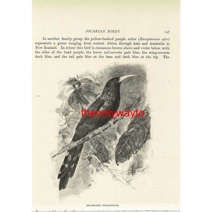 Red Beaked Wood Hoopoe, Book Illustration (Print), c1916