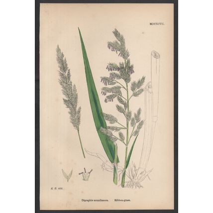 RIBBON-GRASS 1872 John Edward Sowerby PLANT PRINT