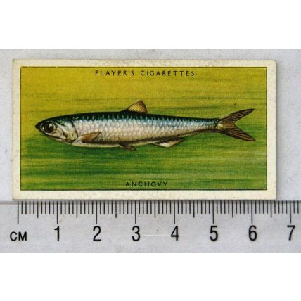 1935 Players Sea Fishes No. 12 Pilchard