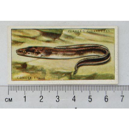 1935 Players Sea Fishes No. 14 Conger Eel