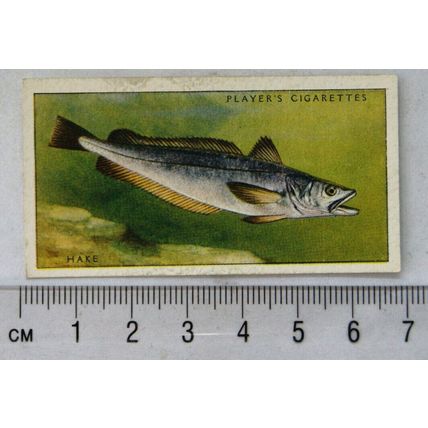 1935 Players Sea Fishes No. 16 Hake