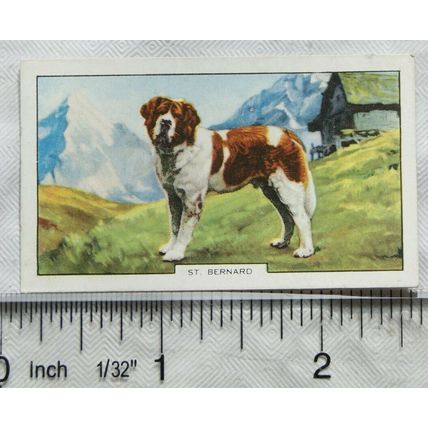 1938 Gallaher Dogs 2nd Series No. 32 St. Bernard
