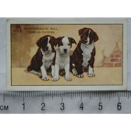 1936 Gallaher Dogs 1st Series No. 46 The Staffordshire Bull Terrier