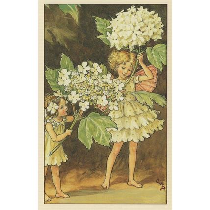 Guelder Rose Fairy From WW2 Fairies Book Stunning Postcard