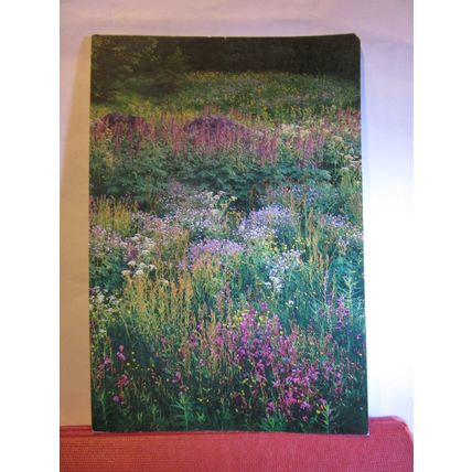 A SWEDISH FLOWER MEADOW , SWEDEN unused postcard dated 1985 #