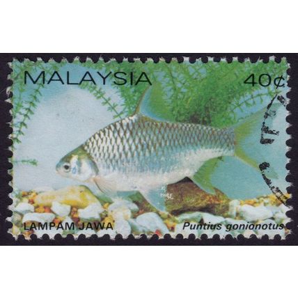 MALAYSIA 1983 Freshwater Fish Punctius gonionotus 40c Sc#258a USED @H093