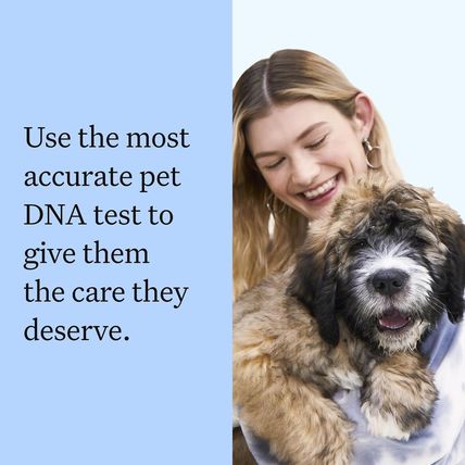 Wisdom Panel Breed Discovery Dog DNA Kit: Most Accurate Dog Breed Identification