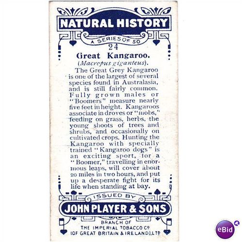 Players Natural History Card No. 24 Great Kangaroo