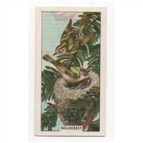British Birds & their nests Sunlight soap trading card # 15 Goldcrest