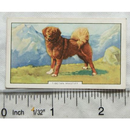 1938 Gallaher Dogs 2nd Series No. 14 Tibetan Mastiff