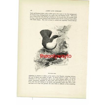 Water Ousel, Bird Book Illustration (Print), c1916