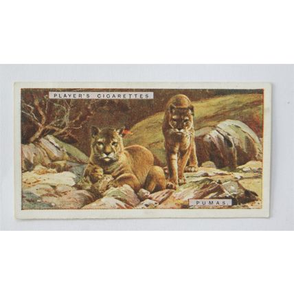 1924 Players Natural History card No. 39 Pumas
