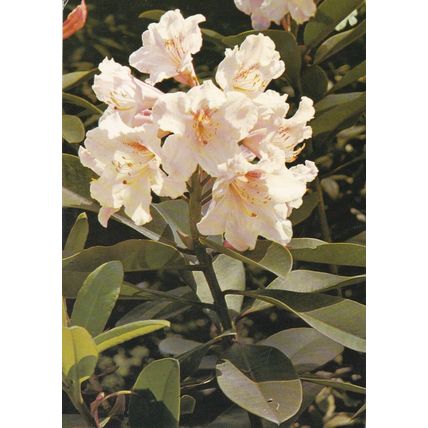 Rhododendron Wilhelm Schacht Posted in 1978 Postcard VGC