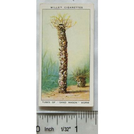 1938 Wills The Sea-Shore No. 36 Tubes of Sand Mason worm