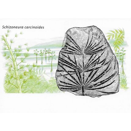 BET.G418/20: Greenlandic Fossil Finds