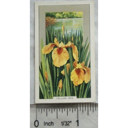 1939 Gallaher's Wild flowers No. 46 Yellow Iris