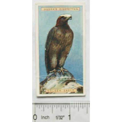 1939 Ogdens British Birds cut-out No. 9 Golden Eagle