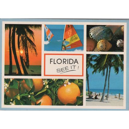ZAYIX Postcard Fabulous Florida See It! Palm Tree Orange Seashell 102022PC39