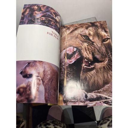 National Geographic Magazine June 2001 Asia's Last Lions - Vintage Collectable