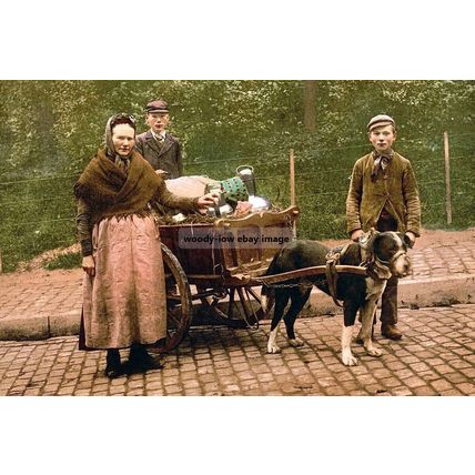 rp16911 - Dog Milk Cart in Belgium - print 6x4