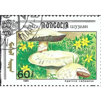 MONGOLIA, FUNGI, Field Mushroom, Agaricus Campester, green 1991, 60mongo, #2