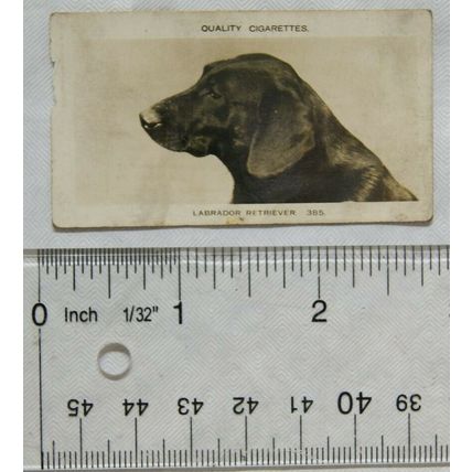 1925 Pattreiouex Real Photos No. 385 Labrador Retriever