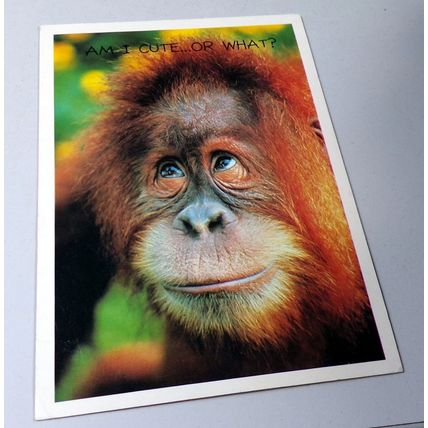HALLMARK - AM I CUTE...OR WHAT? - POSTCARD :