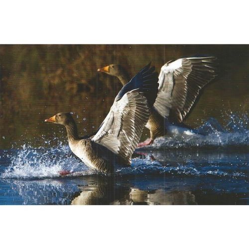 Frimerkjasalan: Greylag Goose (Anser anser) in Ellioaár-valley Reykjavik.