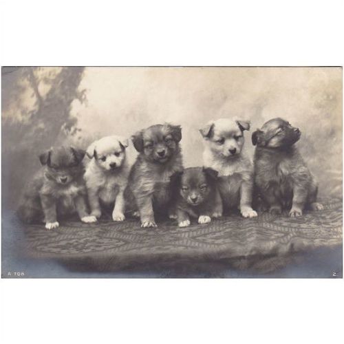 6 Lovely puppies on Postcard (An1004)