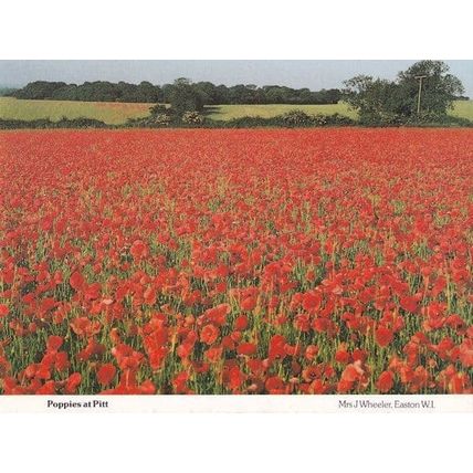 Hampshire Poppies Flowers Poppy in Pitt Womens Institute Postcard