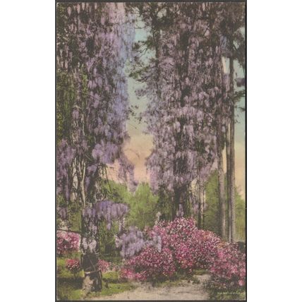 Wisteria, Summerville, South Carolina, c.1910s - Guerin's Pharmacy Postcard