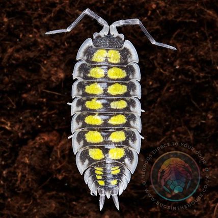 10 Porcellio Haasi High Yellow Isopods Medium ~1.5cm And Spares Live Food