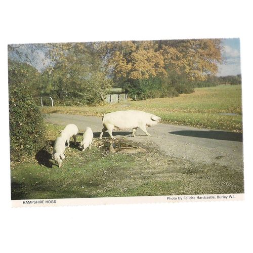 HAMPSHIRE HOGS. Burley W.I. vintage postcard unposted Hampshire W.I. =