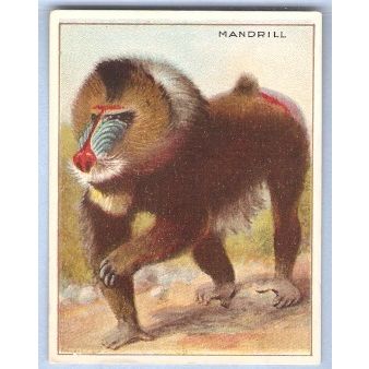 Tobacco Card ~ Company: American Tobacco Company Brand: Hassan Cork Tip Ci~70