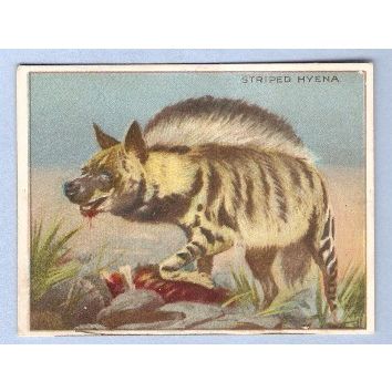 Tobacco Card ~ Company: American Tobacco Company Brand: Hassan Cork Tip Ci~94