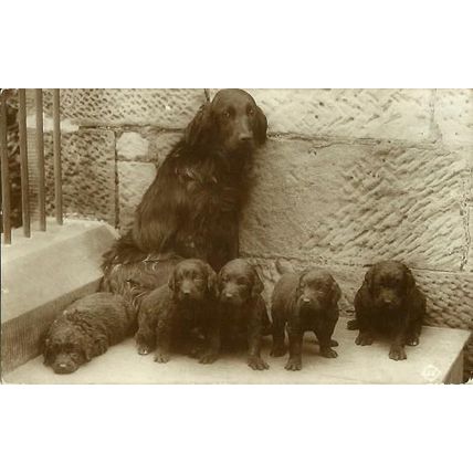 Animals DOG & 5 PUPPIES Postcard