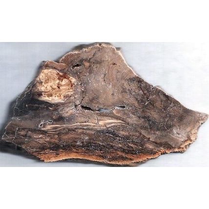 Petrified Wood 5 Natural Gemstone Slab Lapidary Cabbing Rough
