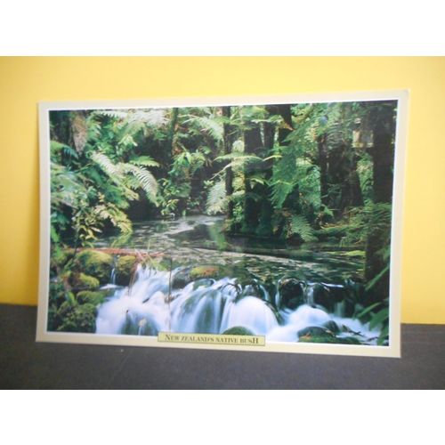 New Zealand's Native Bush Postcard