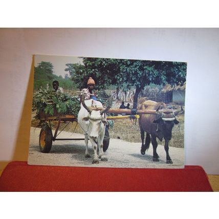 OX-CART, THE GAMBIA unused postcard by J Arthur Dixon =