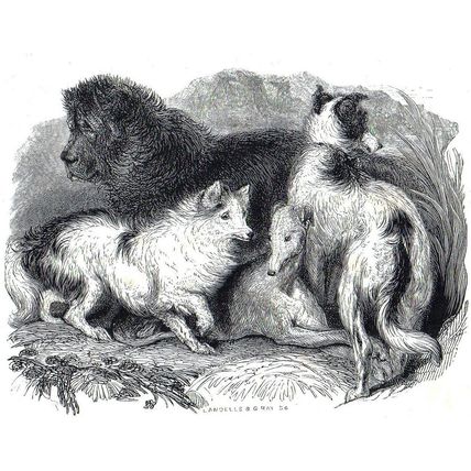 DOGS 1832 Ebenezer Landells - Charles Gray ANTIQUE ENGRAVING