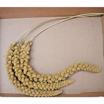 QUALITY BUSHY MILLETS SPRAYS IDEAL FOR CAGE, AVIARY & WILD BIRDS, GERBILS & MICE