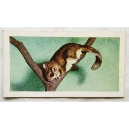 1960 Horniman's Tea card Pets No. 13 Flying Squirrel