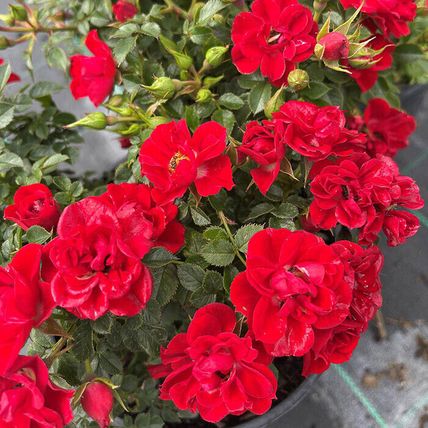 Rose Plant in Pot 'Ruby Wedding' Hybrid Tea Flowering Bush Garden Ready Shrub