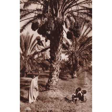 African Picking Dates Fruit Antique Real Photo Postcard