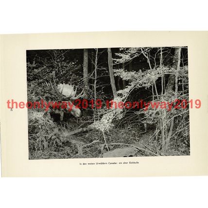 Bull Moose in the Woods, Canada, Book Illustration (Print), 1935