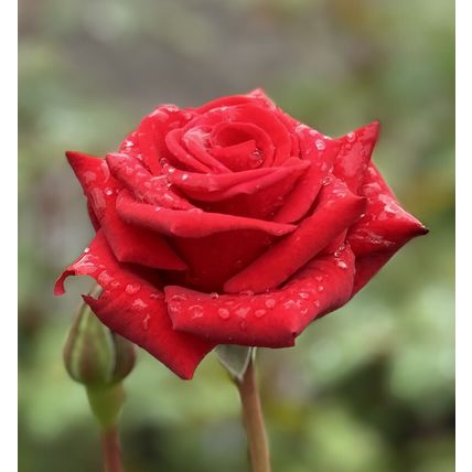 Rose Plant in Pot 'Ruby Wedding' Hybrid Tea Flowering Bush Garden Ready Shrub