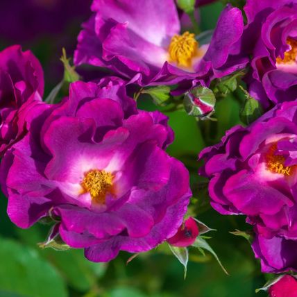 Rose Plant in Pot 'Rhapsody in Blue' Floribunda Bush Garden Ready Live Shrub