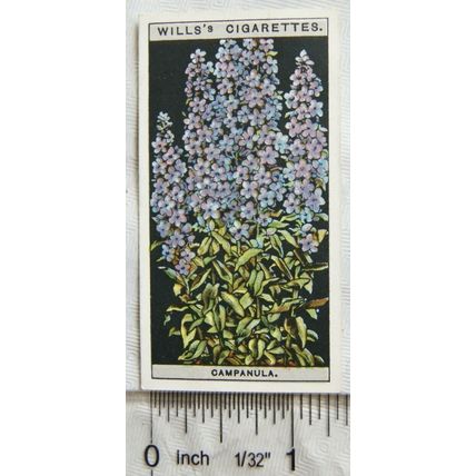 1925 Wills Flower Culture in Pots No. 12 Chimney Camapanula