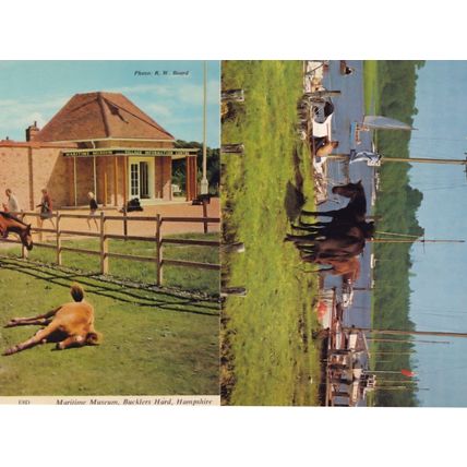 Cow Sleeping at Maritime Museum 1970s Bucklers Hard Hampshire 2x Postcard