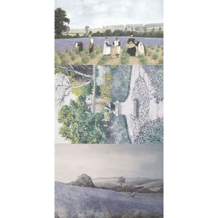 Lavender Fields Hitchin Hertfordshire Harvesting in 1885 Gardens etc 3x Postcard